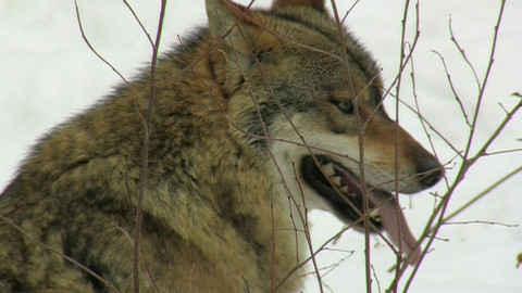 Chcete mě? - 10. května 2015