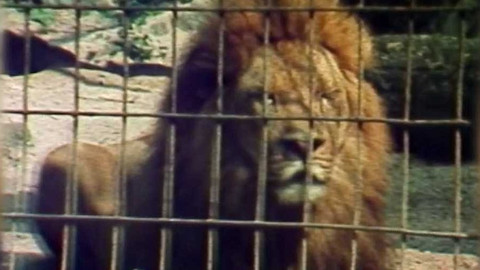 Archiv ČT24 - Co zažila pražská ZOO