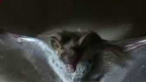 Živé srdce Evropy - Netopýr velký