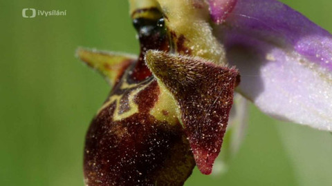 Minuty z přírody - Tořič včelovitý