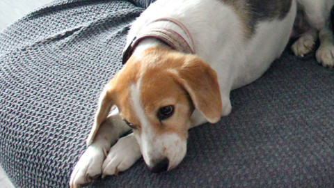 Kočka není pes - Smutná Matylda a agresivní Čikin