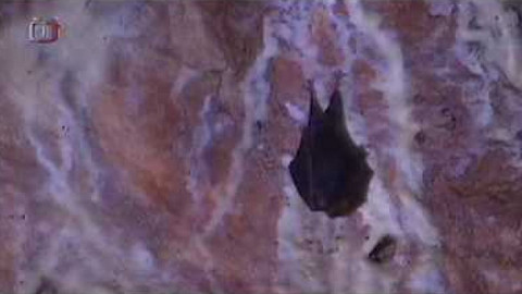 Živé srdce Evropy - Vrápenec malý