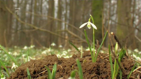 Živé srdce Evropy - Sněženka podsněžník