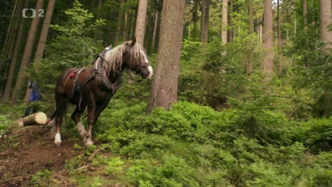 Náš venkov - Svobodovi koně