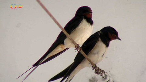 Terčin zvířecí svět - 18. března 2022