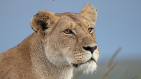 Dramatické příběhy z divočiny - 2/5 Lvíče