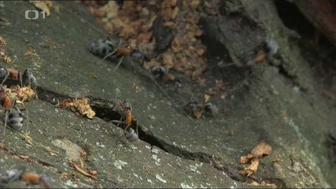 Živé srdce Evropy - Mravenec lužní