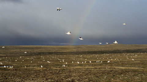 Planeta Země - 7/11 Travnaté pláně
