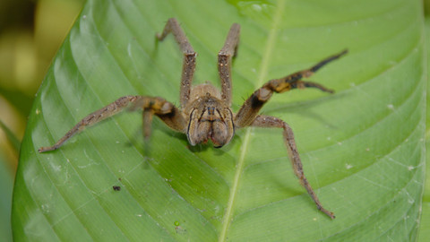 60 zvířecích zabijáků - Epizoda 18/20