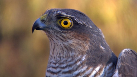 Chcete mě? - 28. ledna 2018