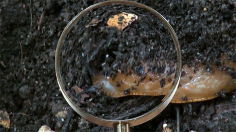 Zahrada pod lupou - 14. září 2011