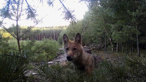 Nedej se! - Lidé proti zvířatům