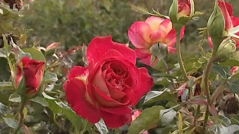 Zahrada je hra - 13. prosince 2007