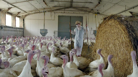 Farmářská jízda - 10/16 Krůty z Nového Dvora