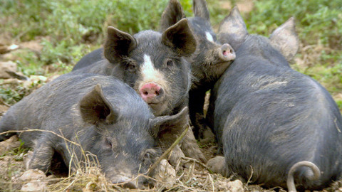 Můj mazlíček a já - 25/25 Prasečí farma