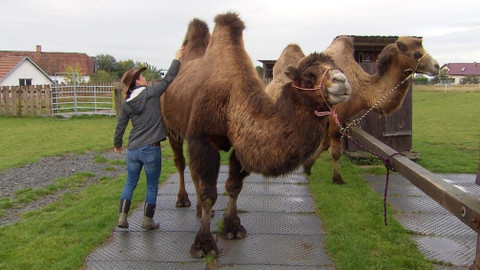 Chcete mě? - 9. února 2020