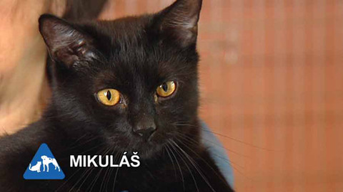 Chcete mě? - Chcete je?