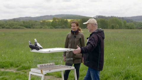 Co naše babičky uměly a na co my jsme zapomněli - Holubí letka