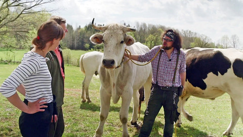 Co naše babičky uměly a na co my jsme zapomněli - Skot rohatý