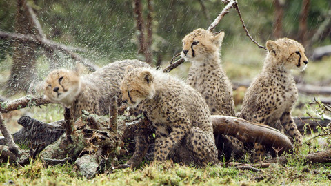 Serengeti - 2/6 Změna