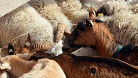 Malá farma - Ovce proti kozám