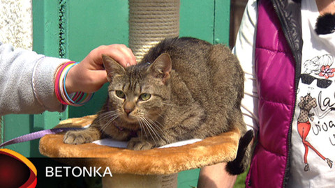 Chcete mě? - Chcete je?