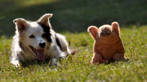 Geniální zvířata - Epizoda 2/2