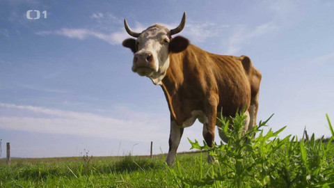 Herbář - 3. prosince 2023