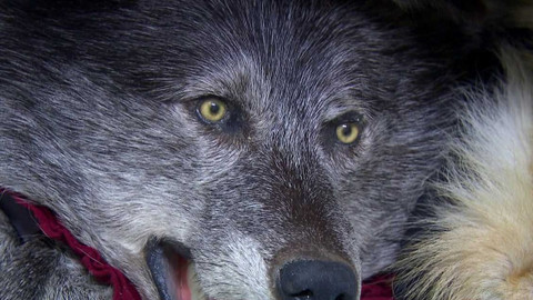 Nedej se! - Černý trh se zvířaty