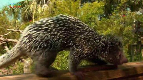 Atlas zvířat - Atlas zvířat