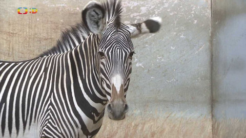 Zprávičky - 1. února 2023