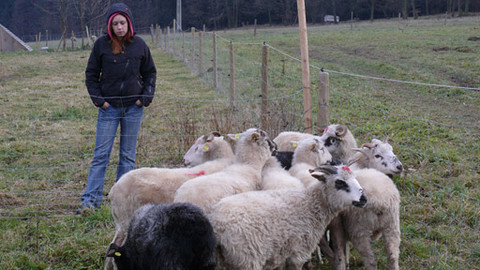 Malá farma - Liščí úklady