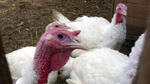 Malá farma - Paní krůta