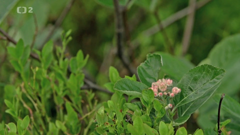 Minuty z Krkonoš - Z klenotnice krkonošských endemitů