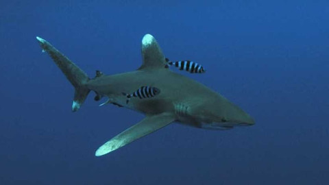 Dobrodružství vědy a techniky - Žraloci dlouhoploutví - z lovců lovenými