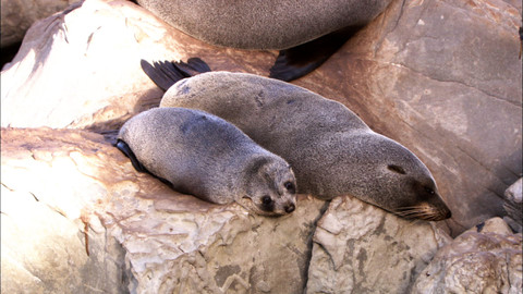 Obdivuhodný svět přírody - Lachtan Forsterův