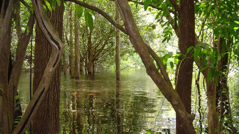 Obdivuhodný svět přírody - Ostnojazyčnatec dvouvousý