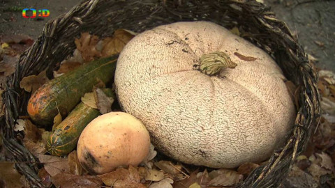 Tamtam - 3. listopadu 2018