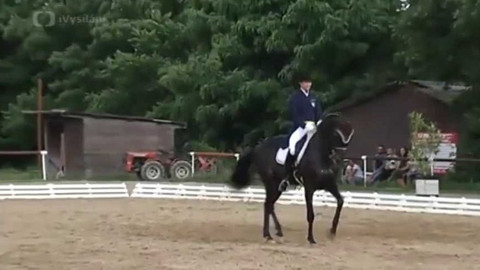 Jezdectví - Mezinárodní závody v drezuře CDI-W Brno