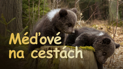 Méďové na cestách