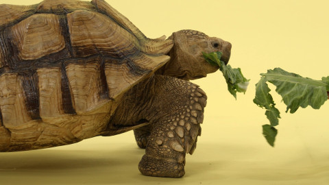 Skrytý život našich domácích mazlíčků - 4/4 Dokonalé smysly