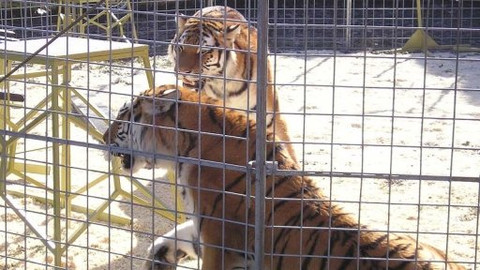 Mezi námi zvířaty - 29. března 2008