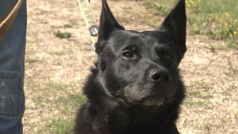 Chcete mě? - Chcete je?