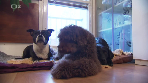 Pološero - Nejdražší miláčci