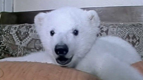 Archiv dne - 7. březen 1982: Lední medvěd Vendelín