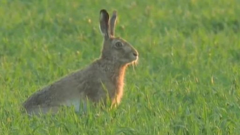 Tisíc let české myslivosti - 9. července 2009