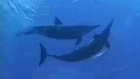 Můj mazlíček - 13/26 Breno a jeho delfíni