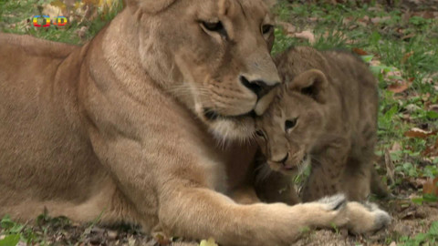 Terčin zvířecí svět - 30. ledna