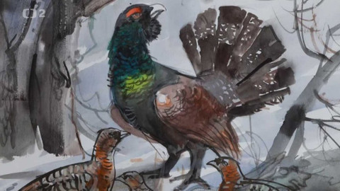 Nedej se! - Má tetřev naději?