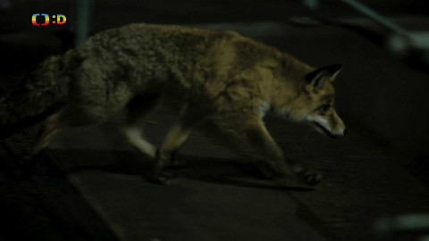 V divočině, tam to žije - Epizoda 34/40